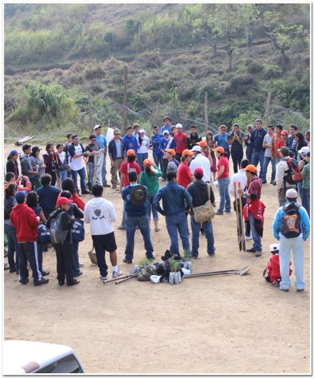 Manos plantando un árbol joven en la tierra
