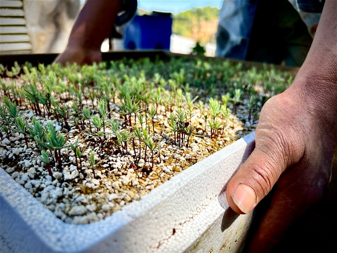 Voluntarios plantando cerca de una fuente de agua
