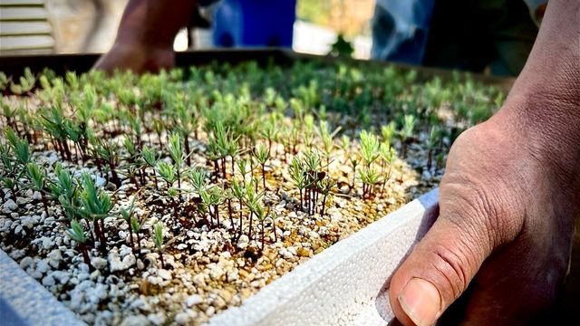 Manos revisando una bandeja de plántulas en el vivero
